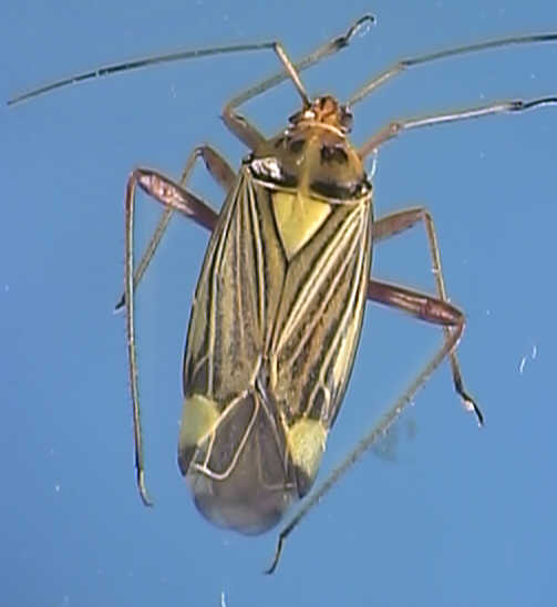 Calocoris quadripunctatus
